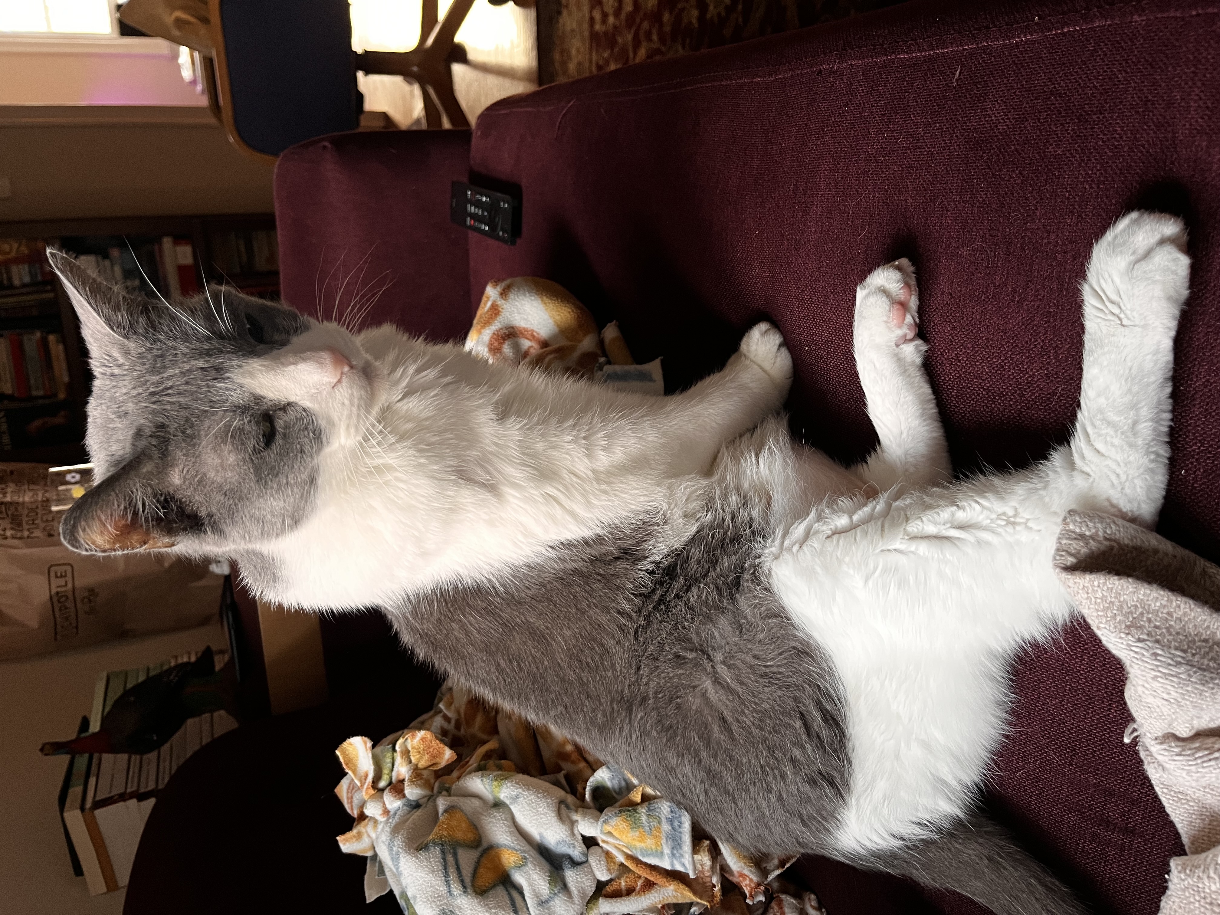 My Cat