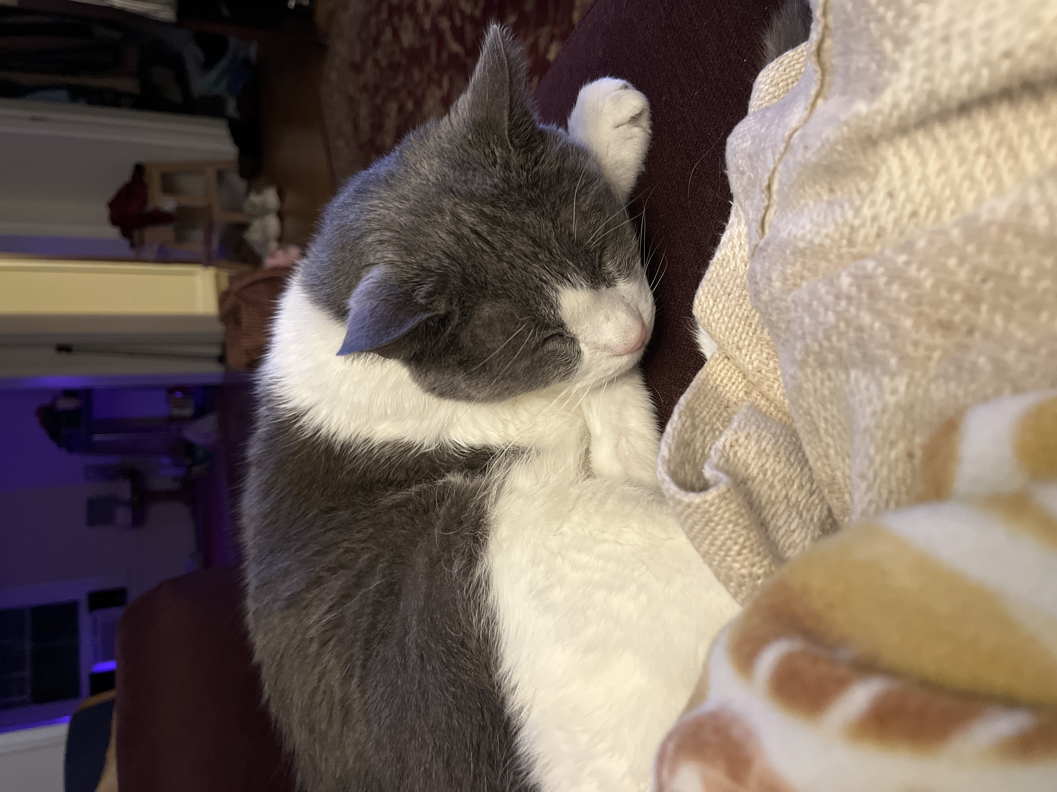 My Cat